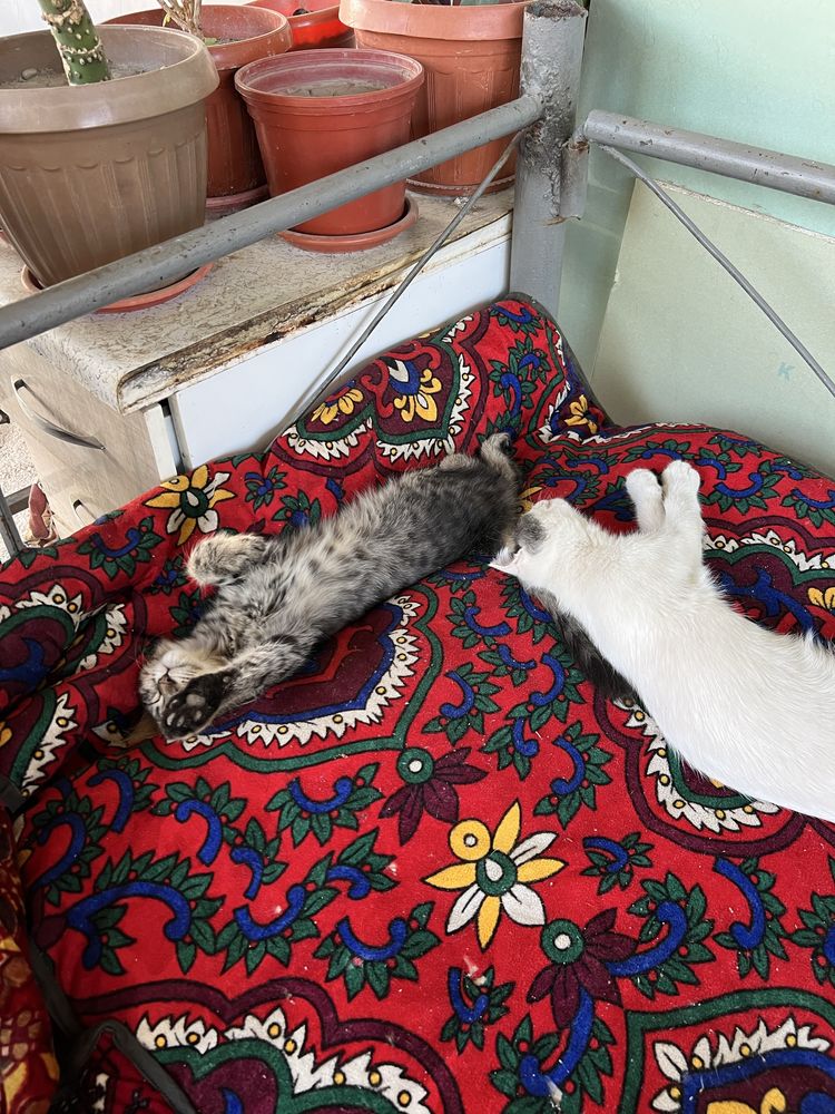 Кошки пародали арзон нархда