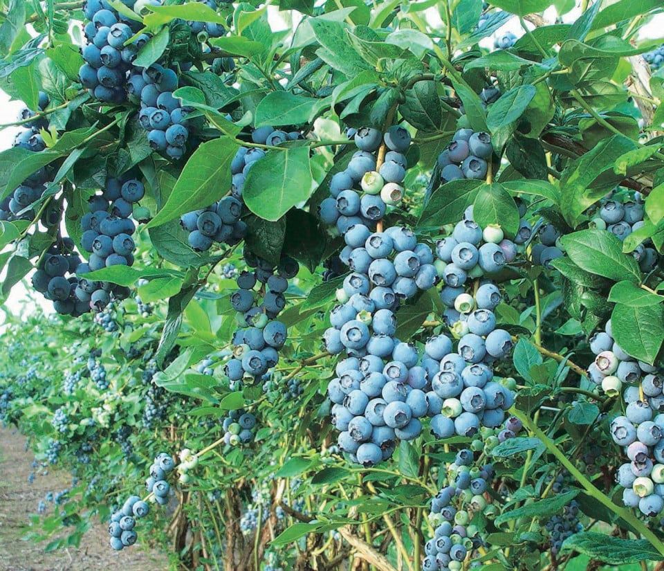 Arbuști Fructiferi  AFIN