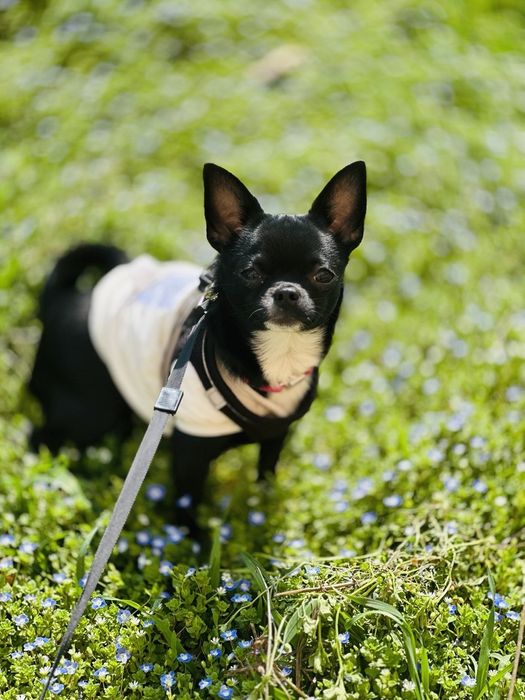 К  продаже готовятся прекрасные чистокровные МИНИ  ЧИХУАХУА