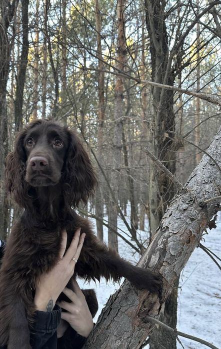 Продам спаниеля