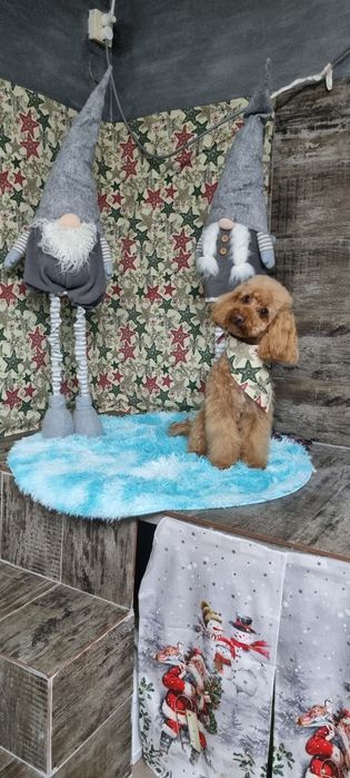 Frizerie canina Brasov Toby&Luna