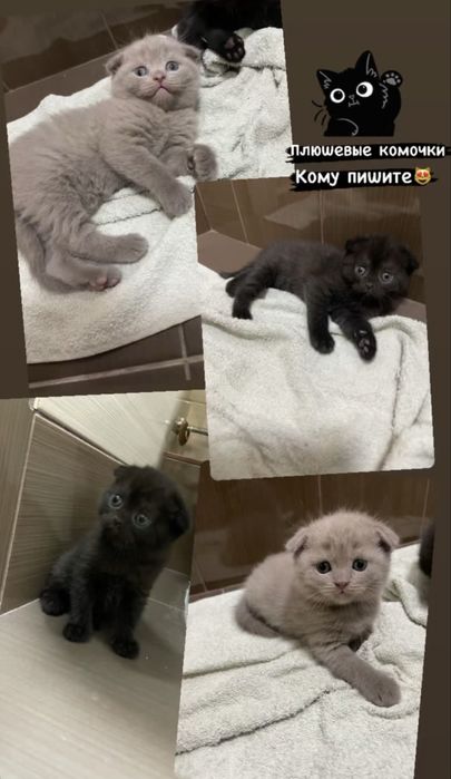 Шотландские котята