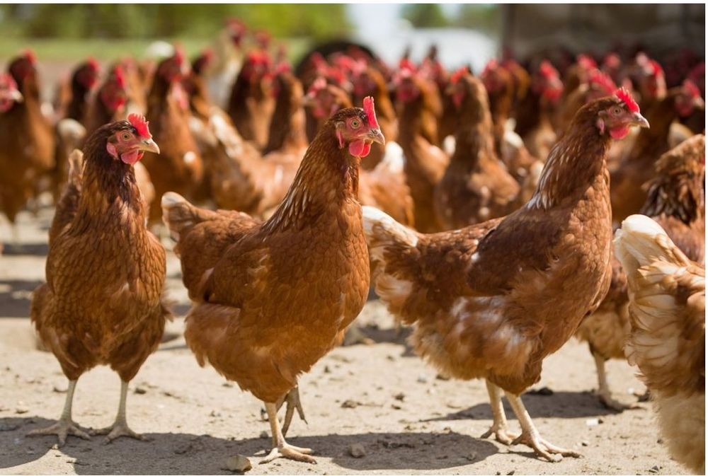 Куры Несушки в количестве 4000шт