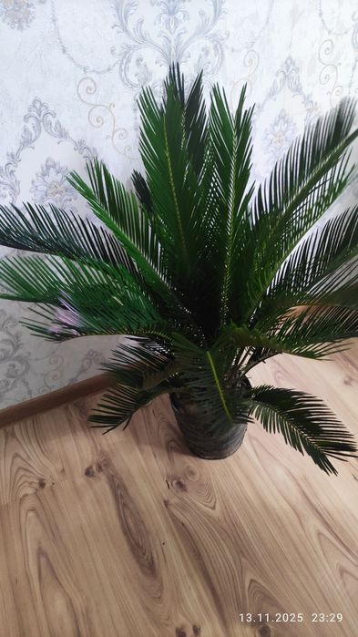 Комнатные цветы .