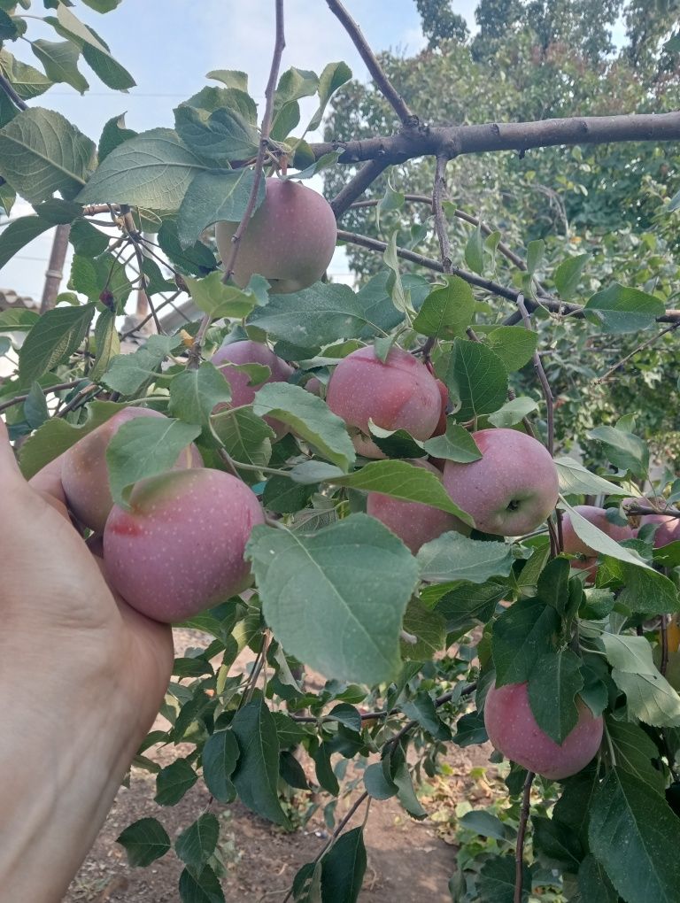 Продам яблоки зимние