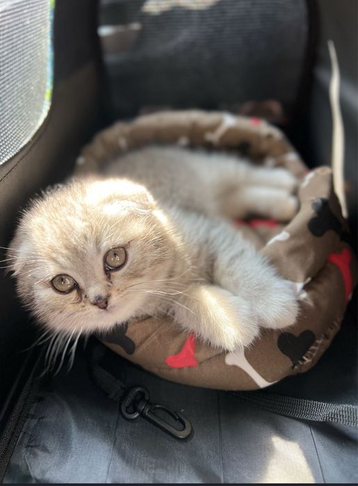 Шотландско клепоухо коте
