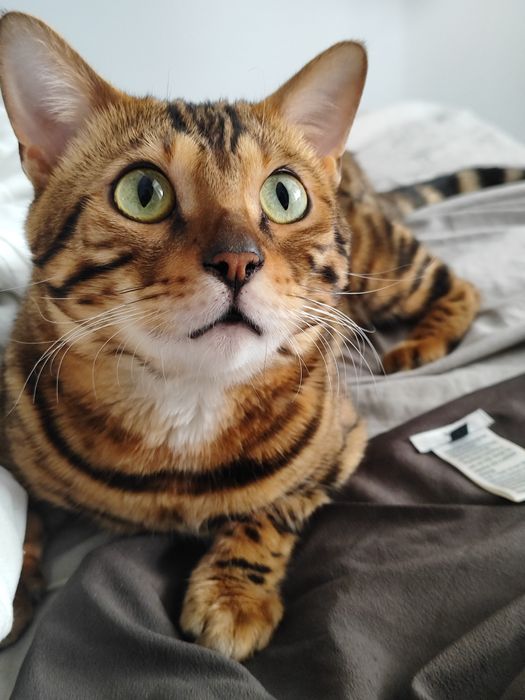 Бенгальский кот бесплатно