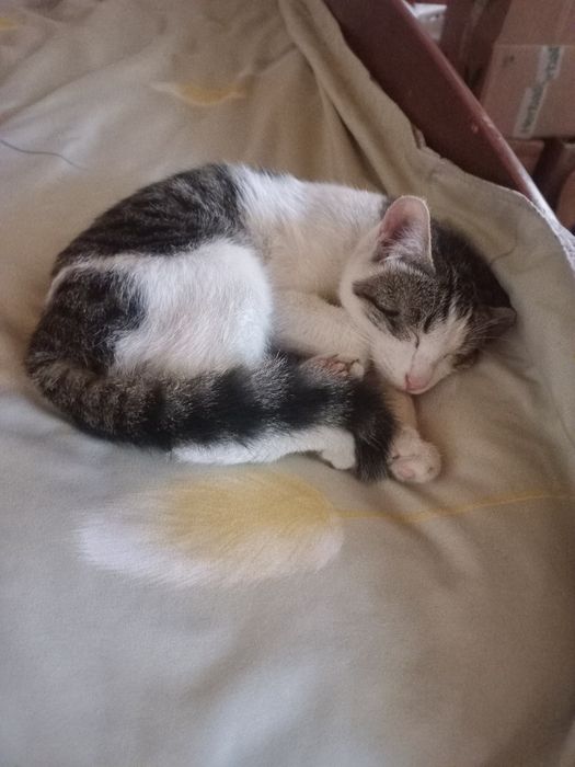 Котёнок 6 месяцев Мушукча 6 ойлик