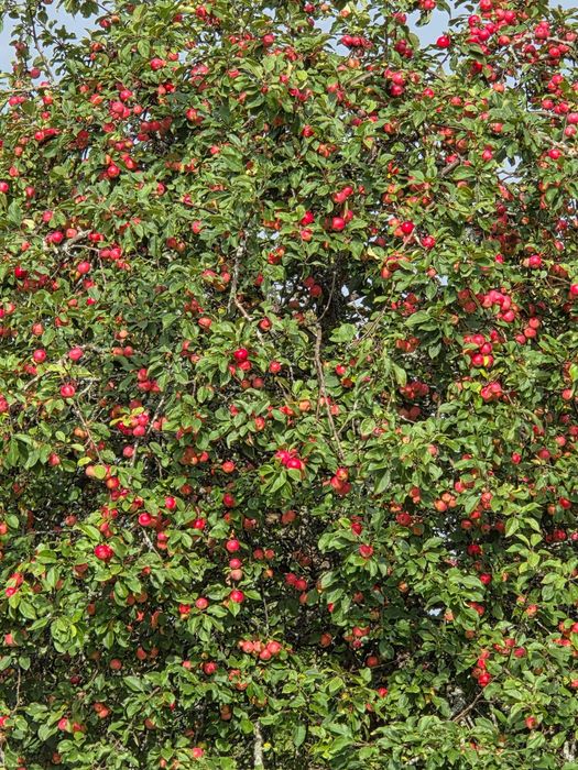 Продам коттедж. 3 НЕТ.