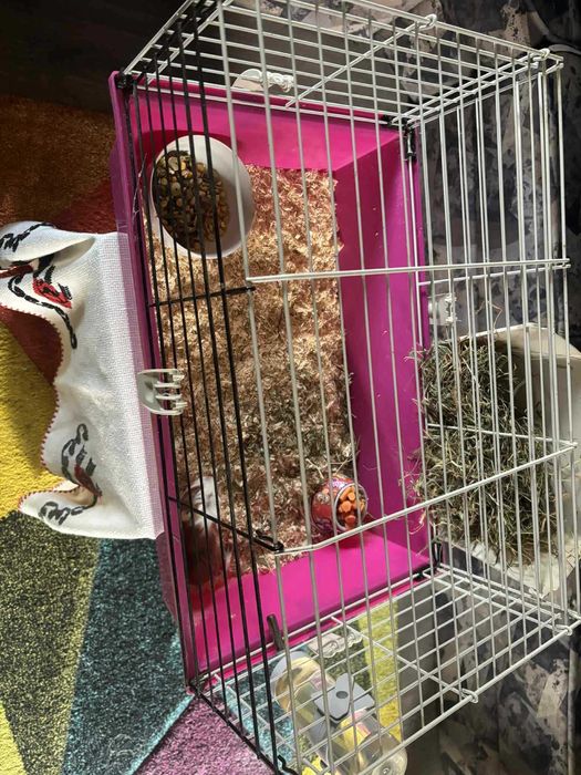 Vând porcușor de guineea