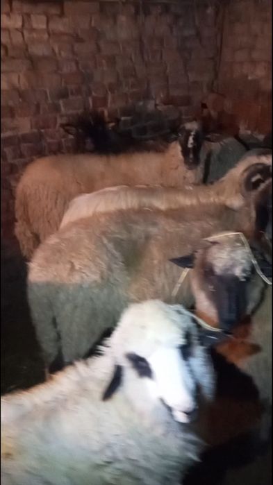 Oi tinere de vanzare