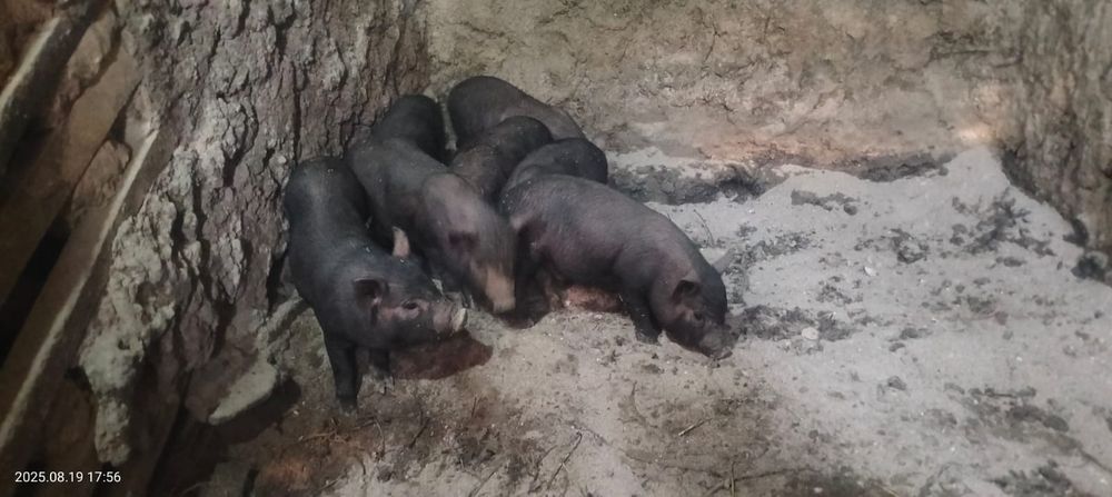 Продам поросят вьетнамские