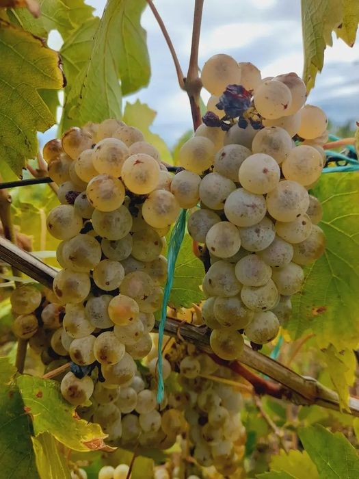 STRUGURII DE VIN producător
Strugur