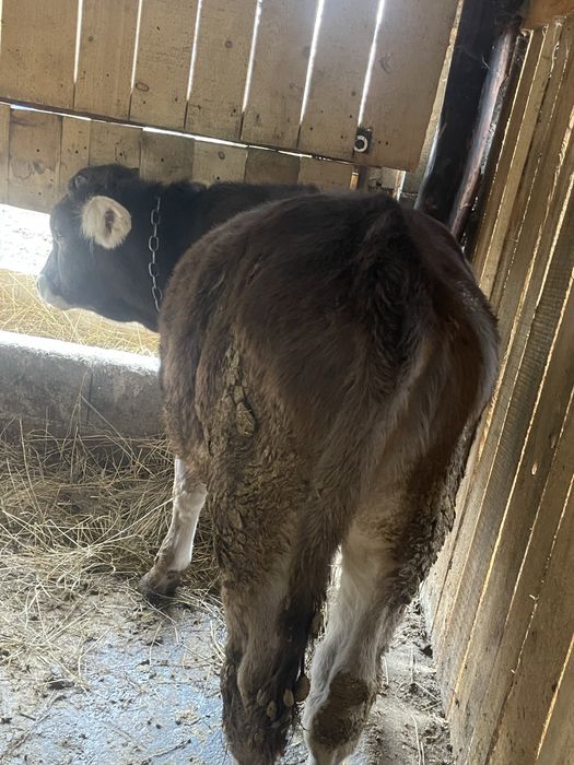 Tauras de vanzare bruna de maramures