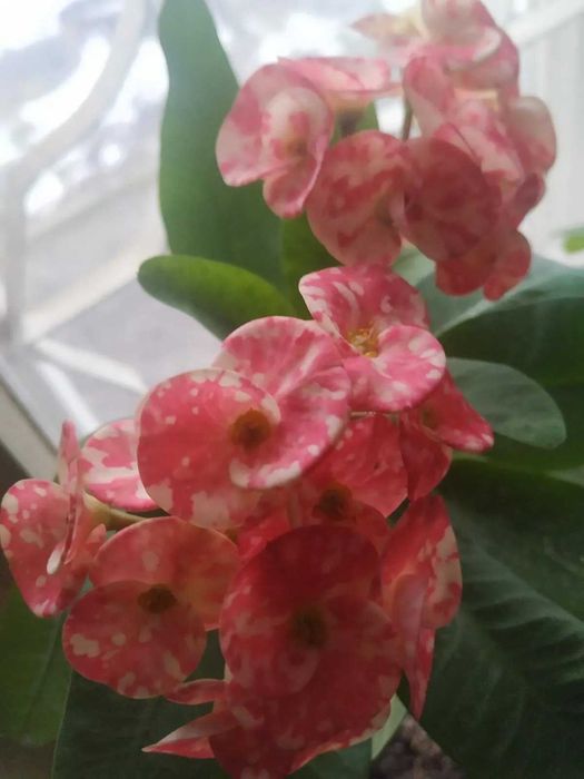 Эуфорбия молочай продам.