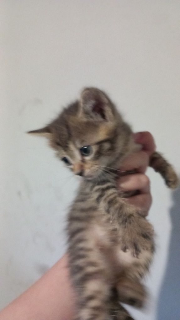 Motan spre adopție