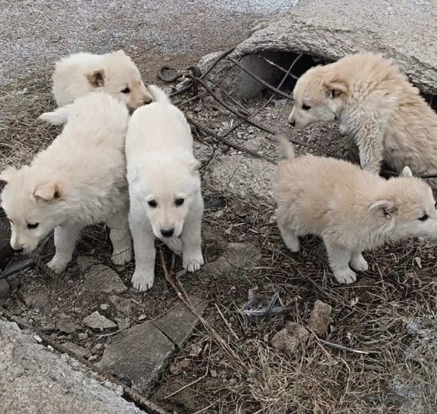 Щенки срочно ищут дом