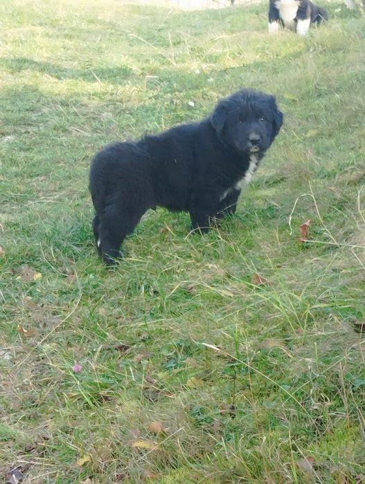 Mascul de Ciobanesc romanesc corb cu pedigree tip A