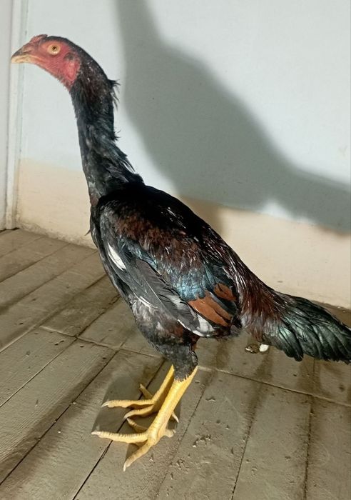 DAKAN xoroz JOʻJA sotiladi