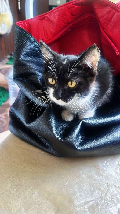 Ищем дом для котят!