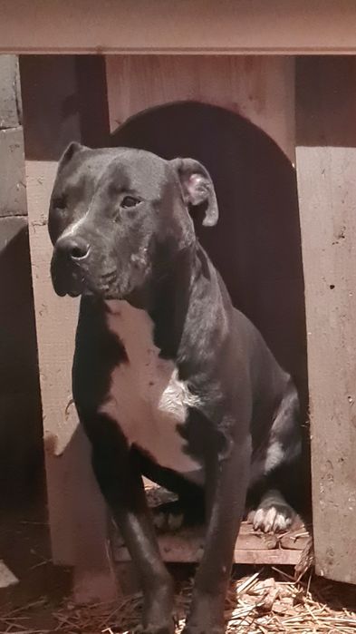 Питбул  на една година