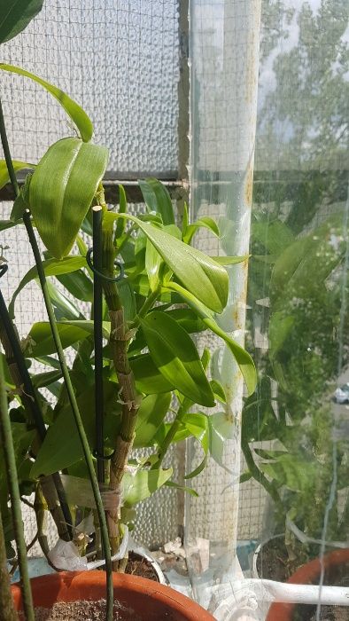 Floare Dieffenbachia casa, birou, decor - oferta saptamana asta