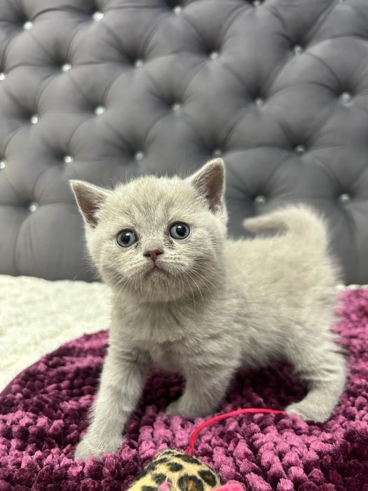 Pisicuță British Shorthair Lila