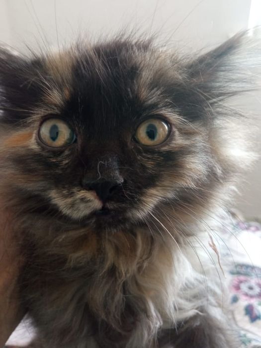 Отдам котят в хорошие руки