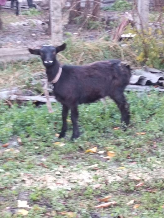 Vînd eada de sub o mama buna de lapte