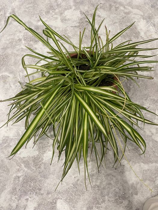 Комнатное растение хлорофитум