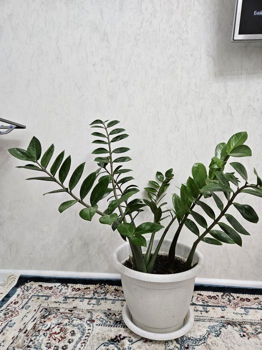 Продам комнатные цветы