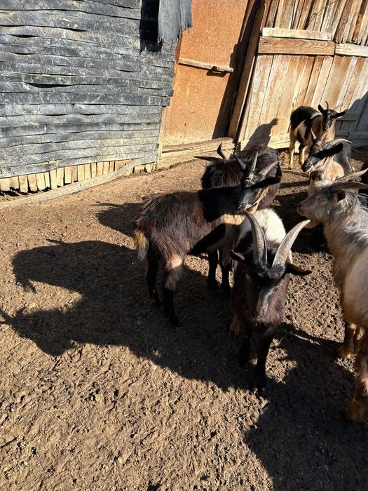 5 Capre și 5 Țapi de vânzare