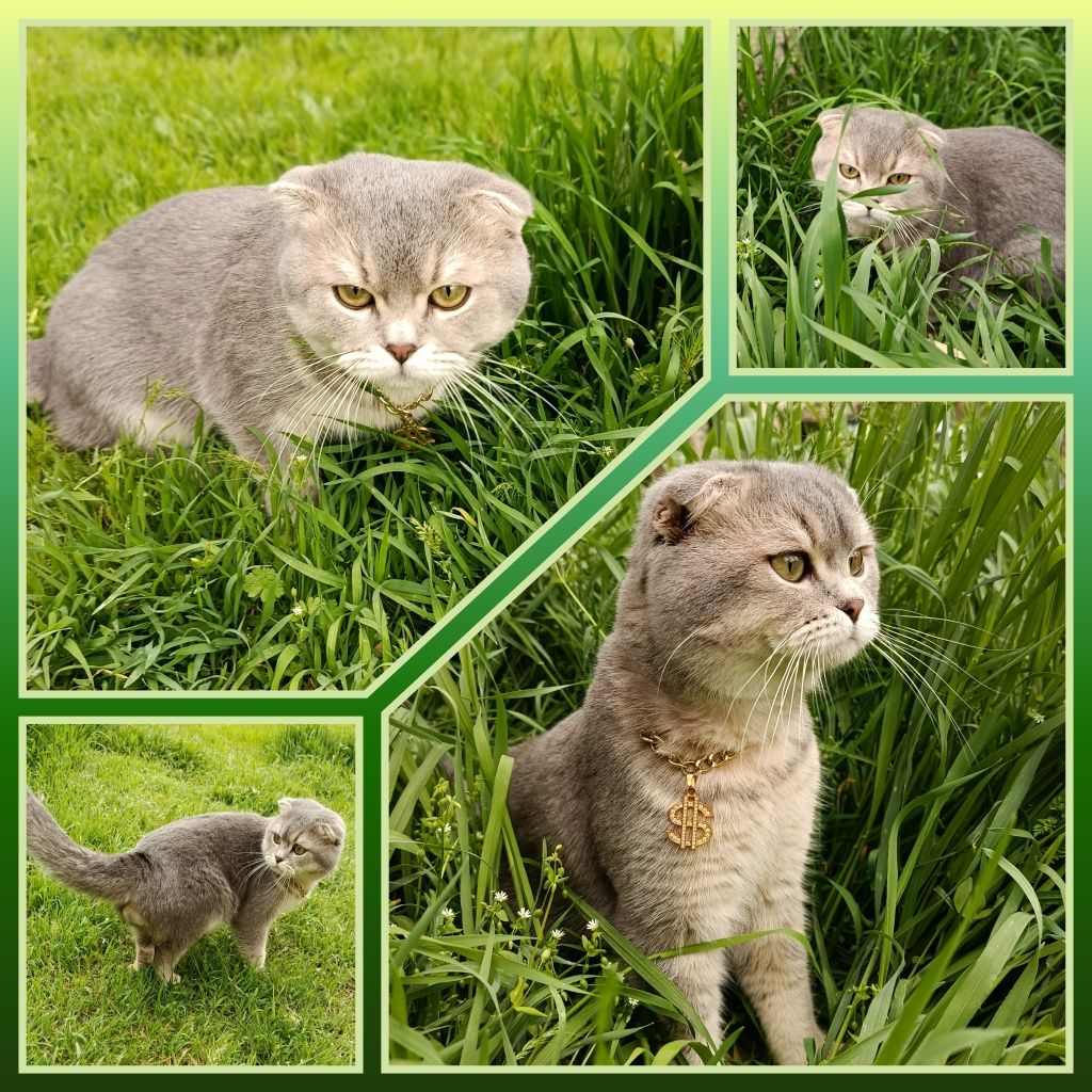 Вязка кота. Приглашаем на свидание