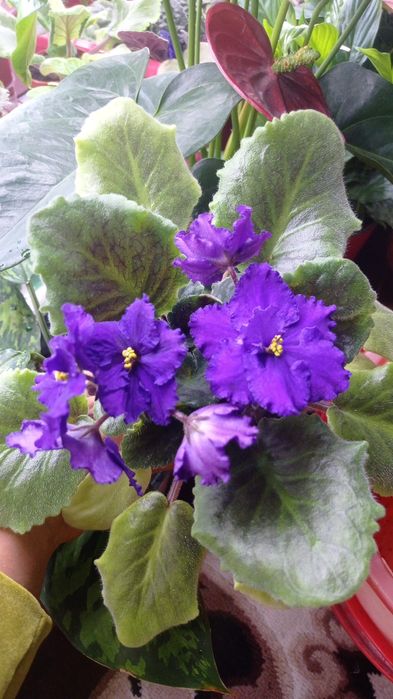 Fiyalka gullari  arzon narxlarda xarid qilishingiz mumkin