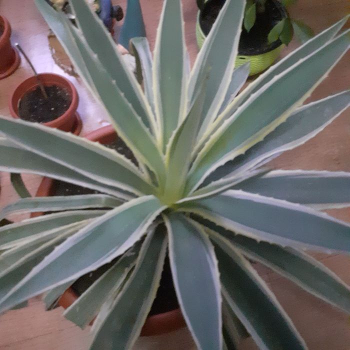 цветы комнатные разные