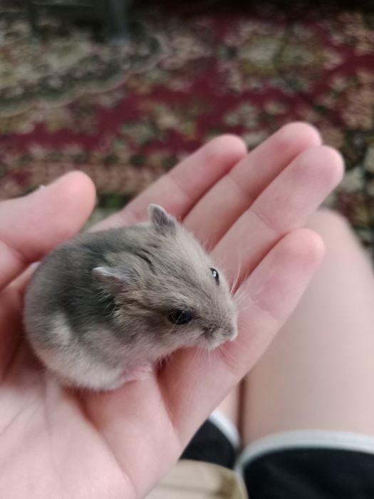 Отдам хомячка в добрые руки