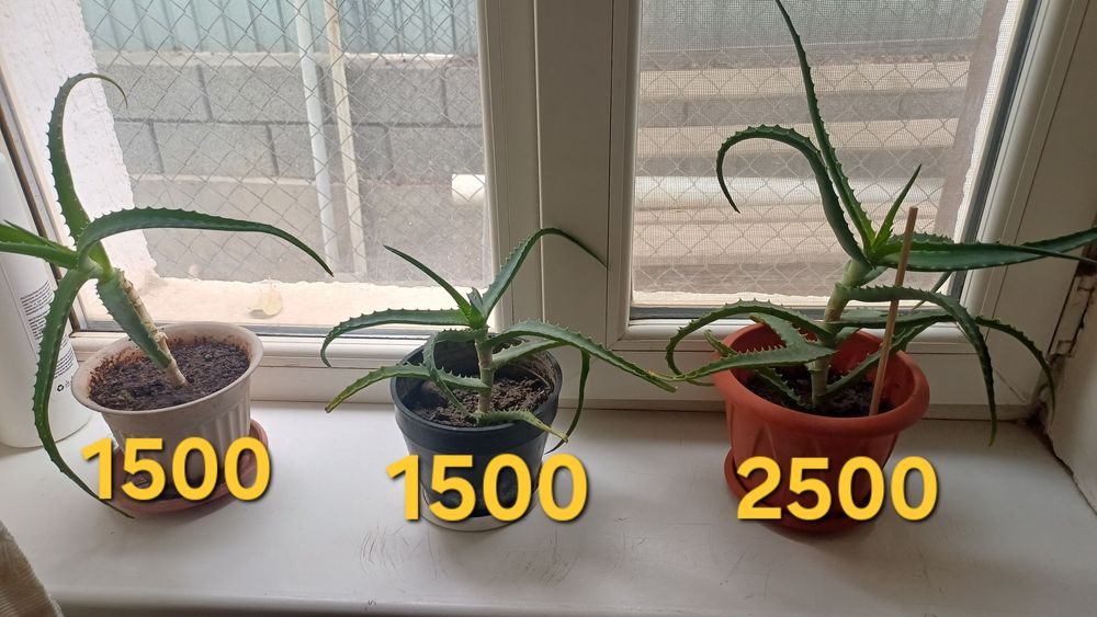 Продается лечебный алоэ