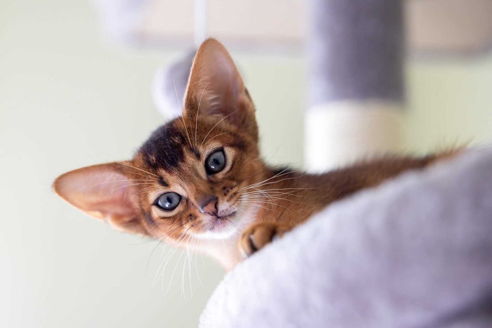 Pui de pisica Abyssinian