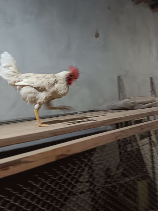 Yapon xorozla sotiladi