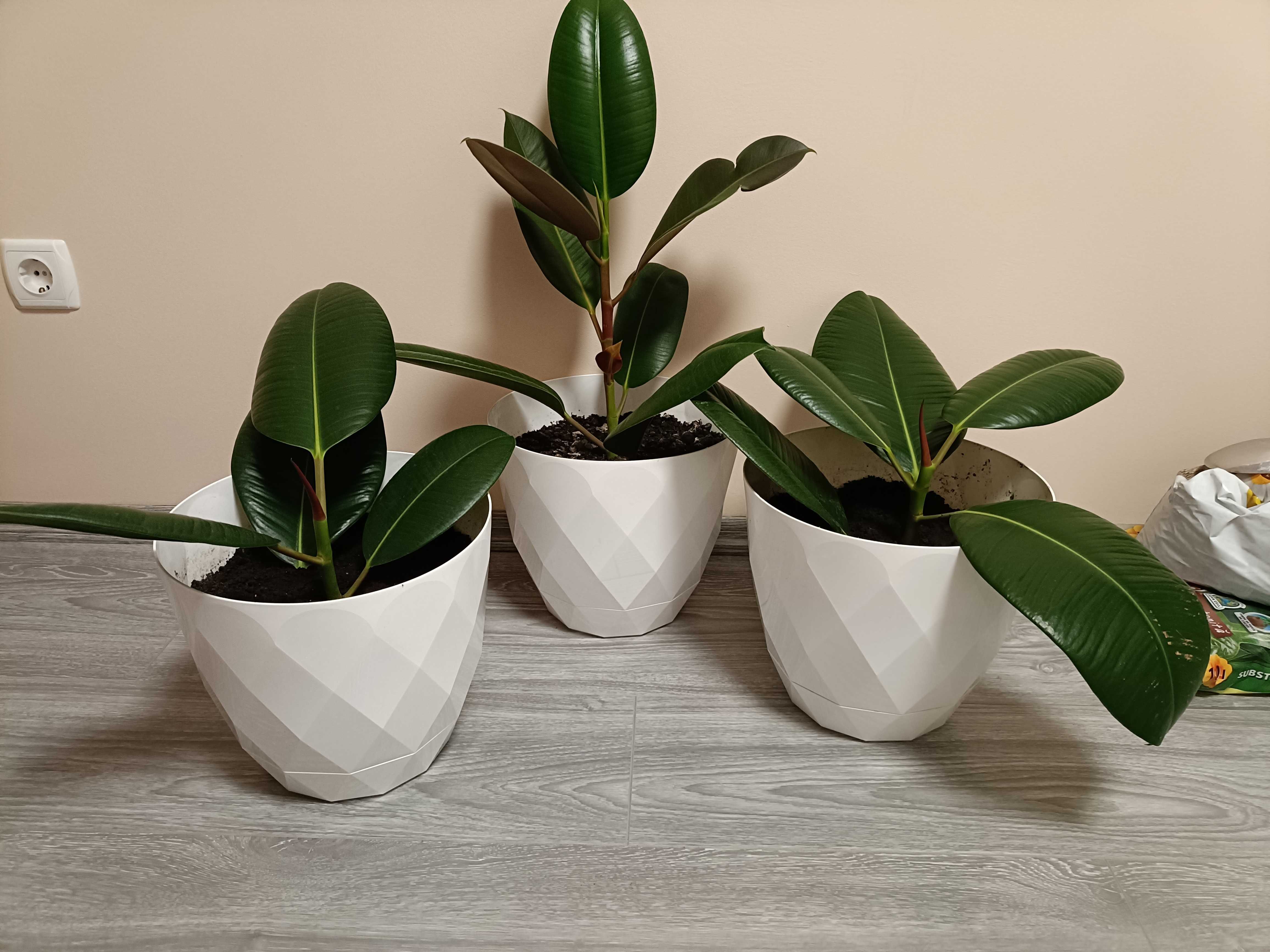 Puieți ficus clasic în pământ special de flori