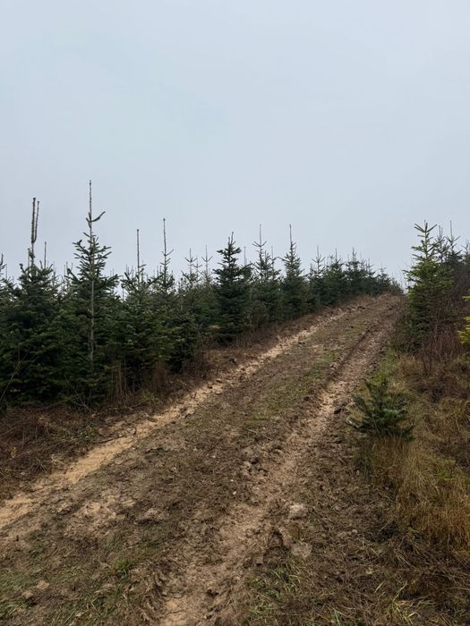 Vand brazi naturali !