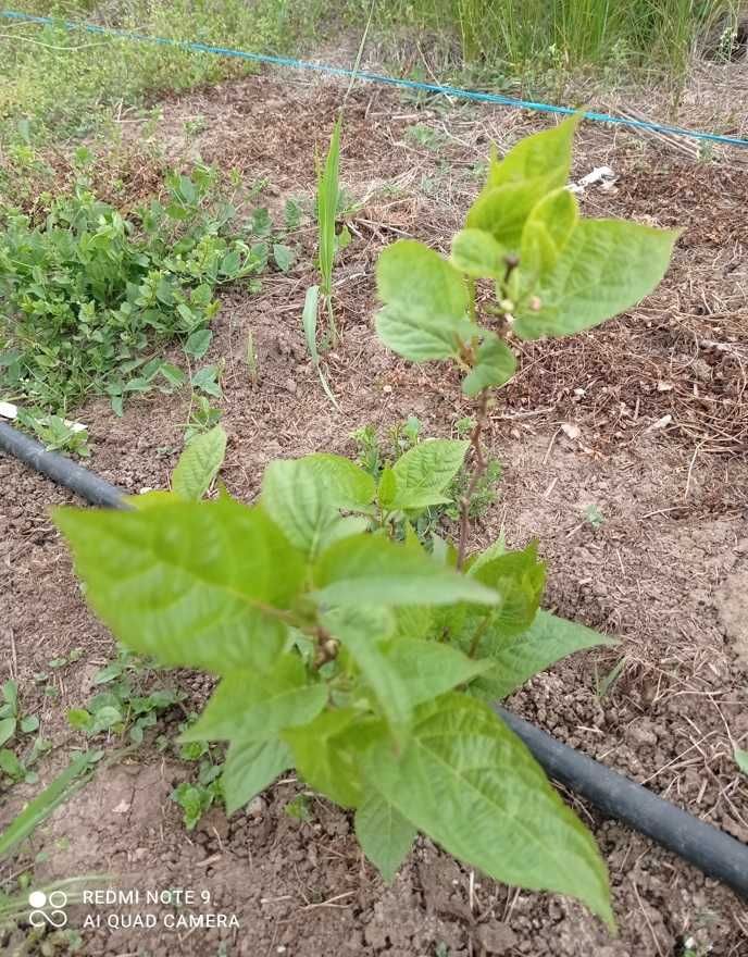 Kiwi Aktinidia Arguta Jenny  este un soi autofertil