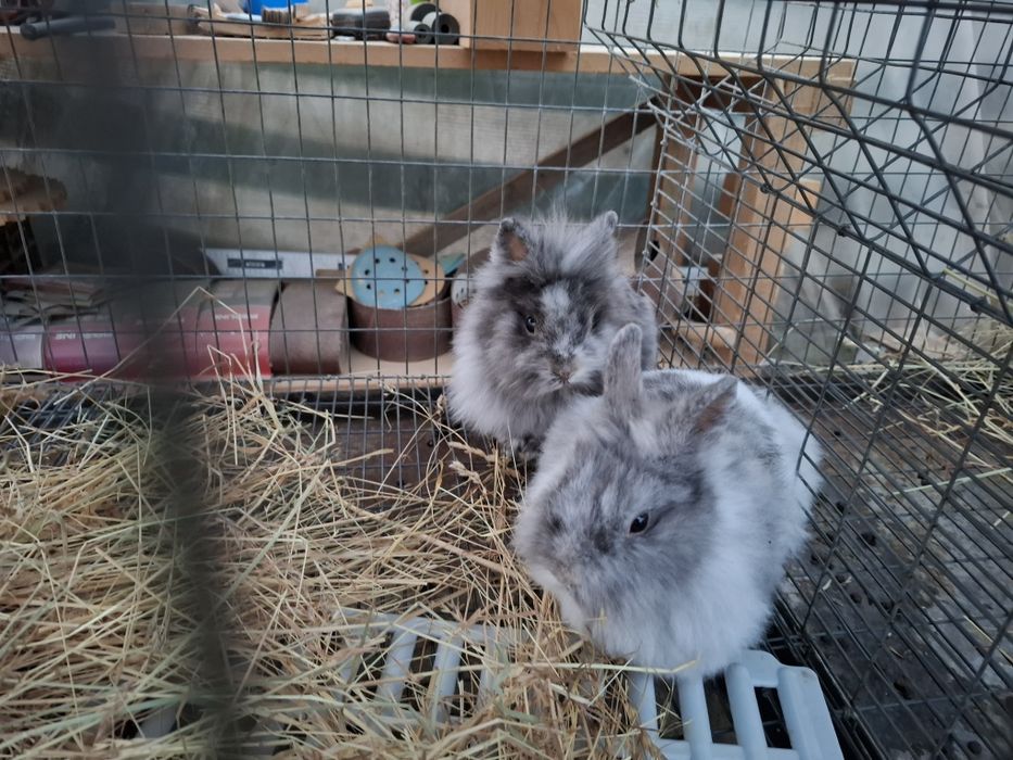 Iepurasi cap de leu si californian