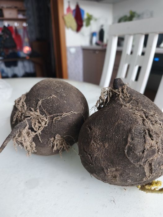 Редька черная. Лечебная.