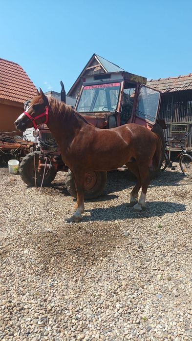 Vând iapă 6 ani pt mai multe detalii la nr de telefon