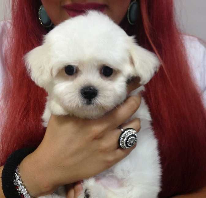 Pui de Bichon maltez 2 luni, dragut cuminte si jucaus