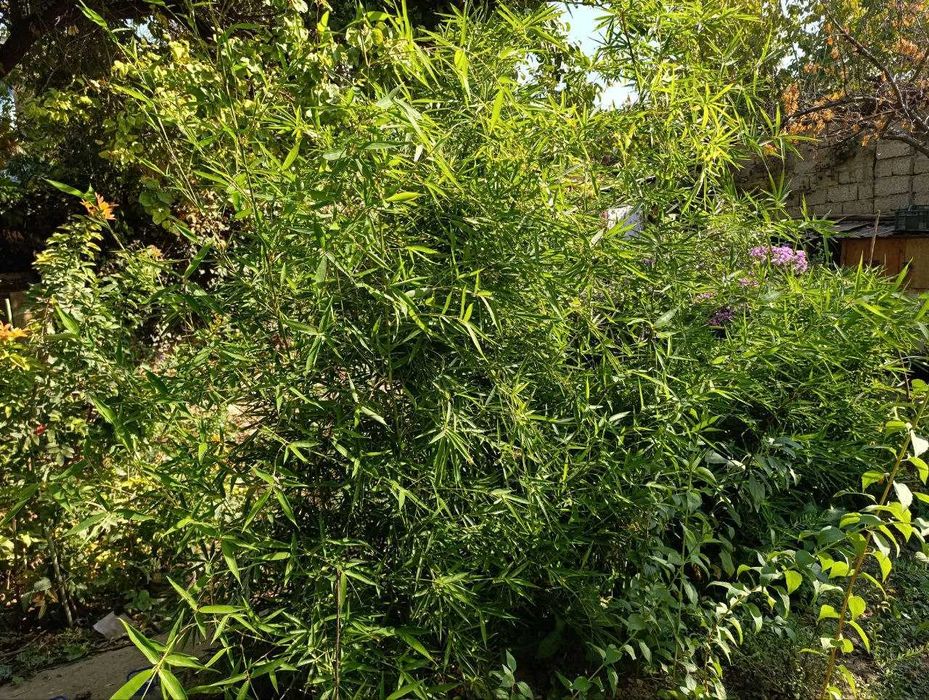 Продается Бамбук (Бамбук)