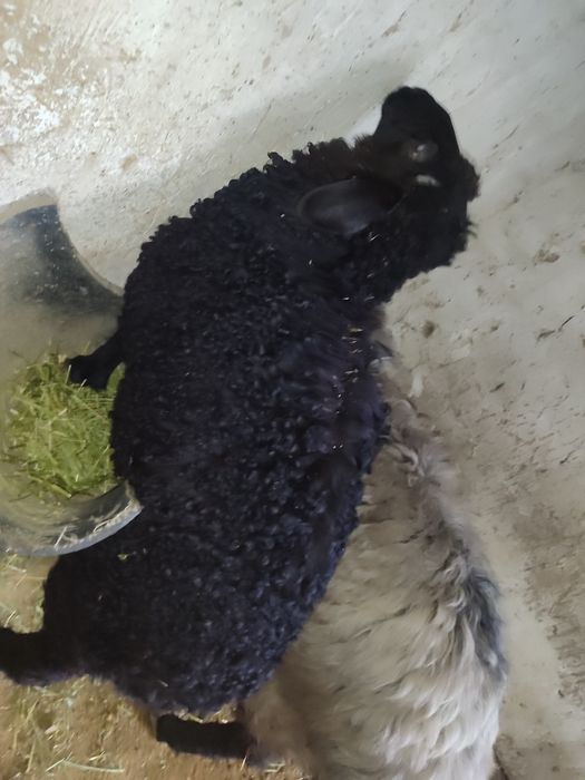 Quchqor va qoʻylar sotiladi