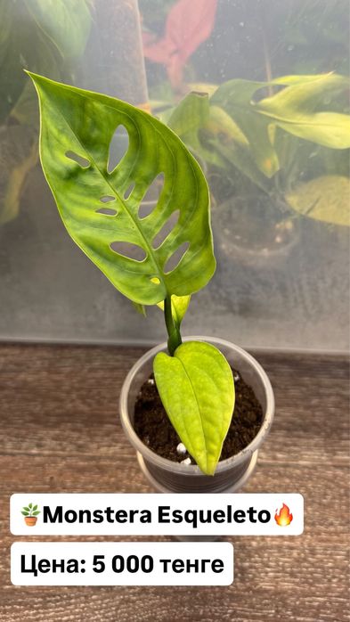 Монстера Эскелето