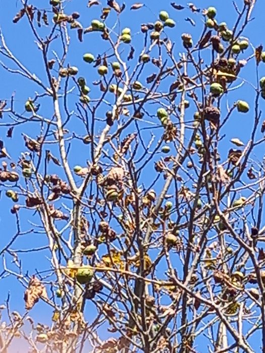 Nuci Chandler altoi.Alun Valcea 22.Kaki Rodie.Paulownia.Nectarin.Tei>R